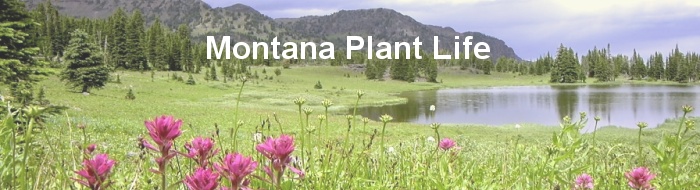 Montana Plant Life Premium